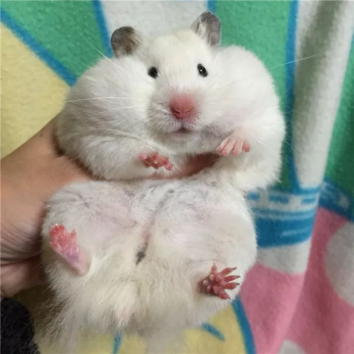 日推网友鼠年仓鼠腮帮子大赛，满屏圆滚滚毛茸茸敲可爱