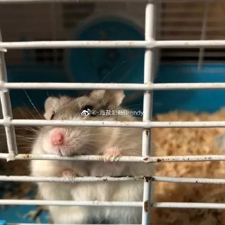 日推网友鼠年仓鼠腮帮子大赛，满屏圆滚滚毛茸茸敲可爱