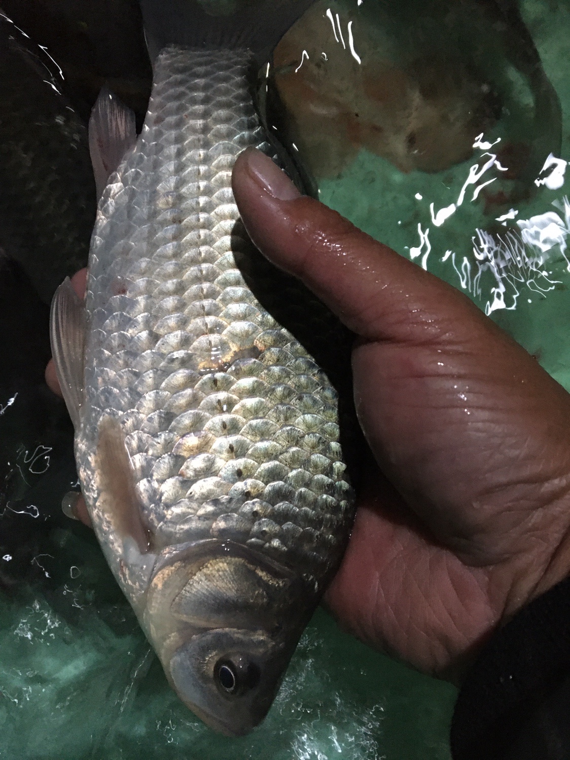 夏季小杂鱼闹窝怎么钓大板鲫,冬钓大板鲫如何避开小鱼