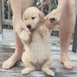 狗为什么改不了食屎的习惯,狗改不了食屎的习惯怎么办