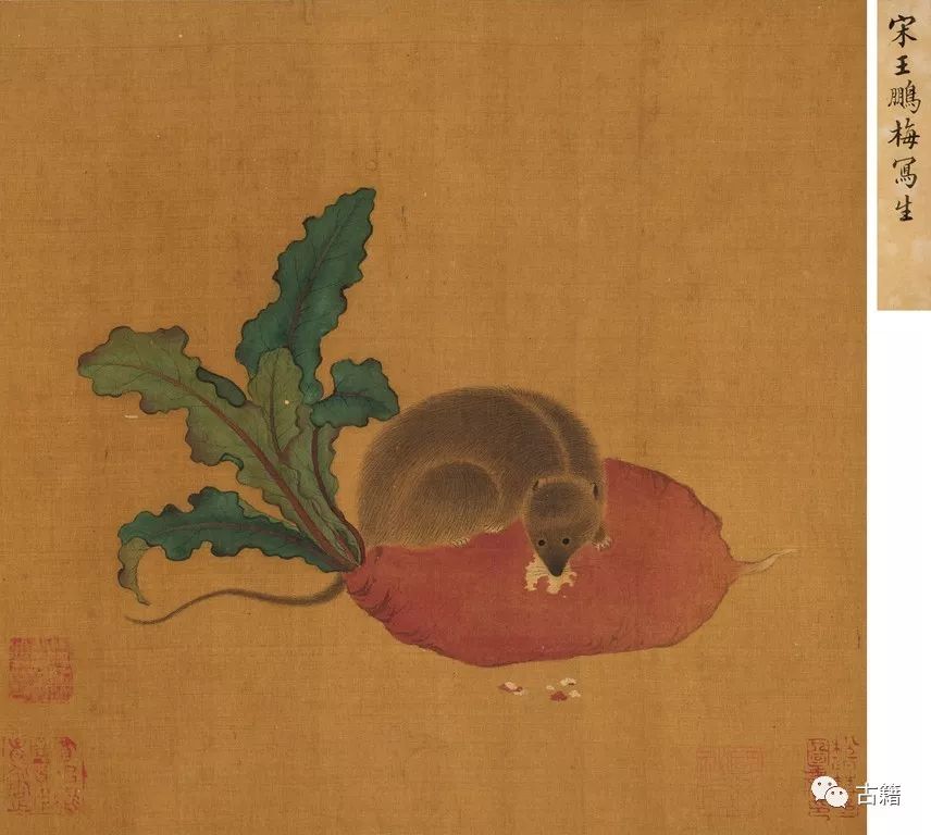 张宁：迎鼠年说鼠联