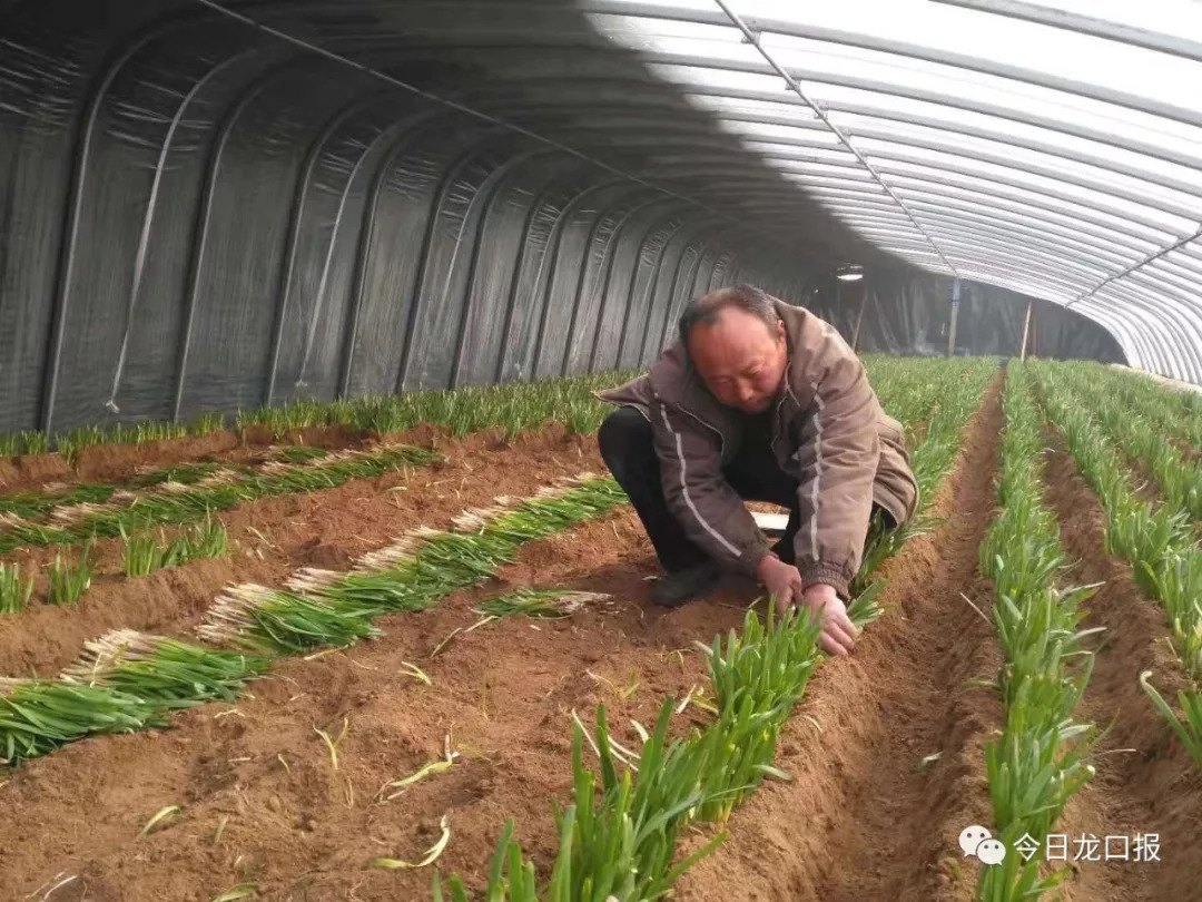 30多块钱一斤,还抢着买?龙口这个村种的菜太抢手