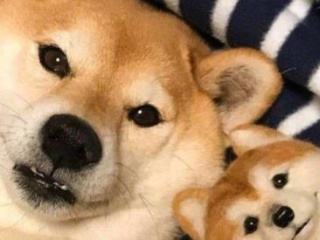 手机储存英文文件夹哪些可删除,手机文件夹里的英文是什么意思