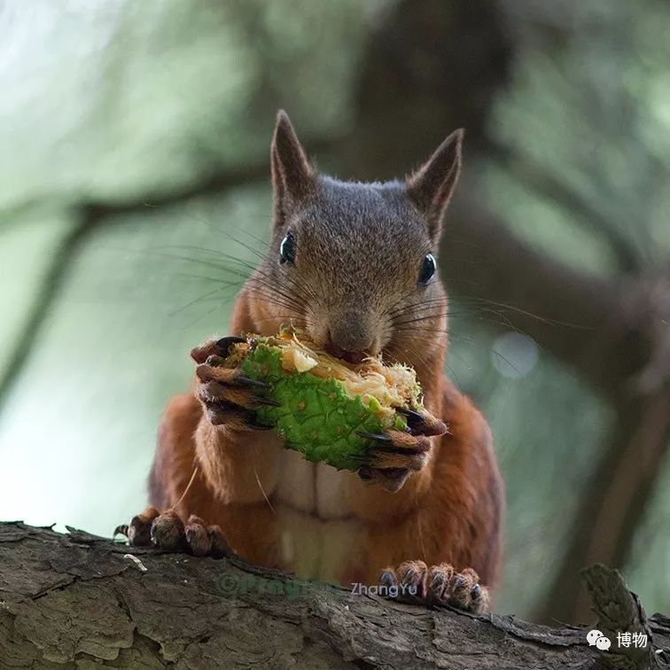 千万别问能好怎，松鼠只负责可爱