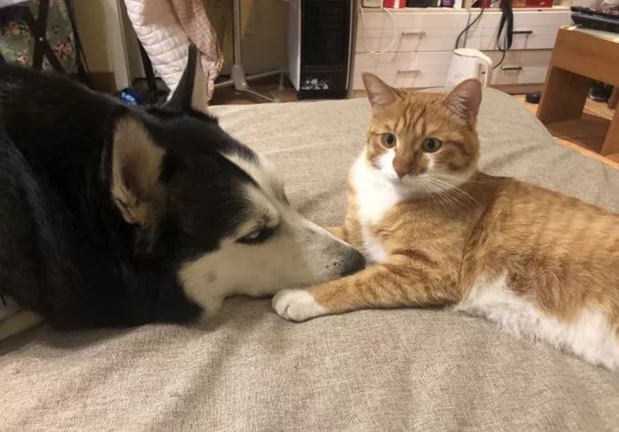 宠物也会感染新型肺炎吗世卫组织,宠物能感染新冠肺炎吗