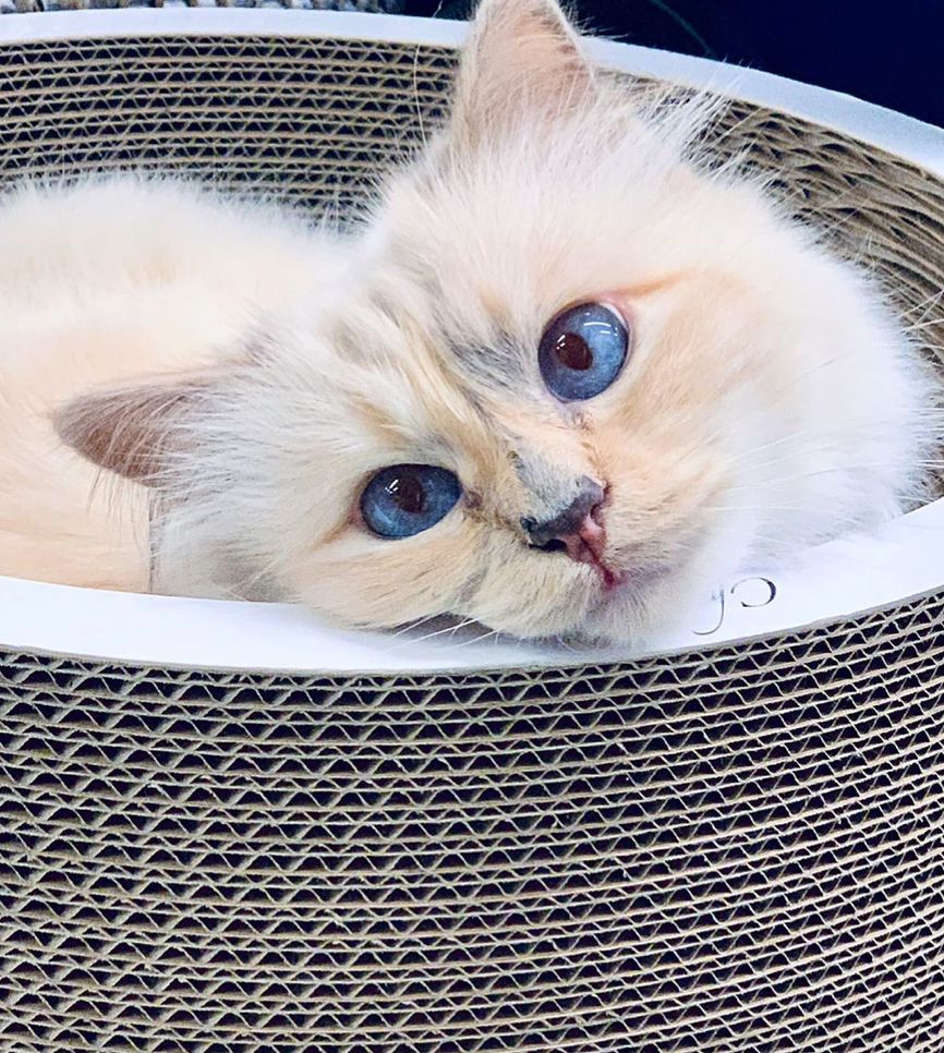 继承老佛爷遗产的猫怎么样了,老佛爷的猫咪现在怎么样了