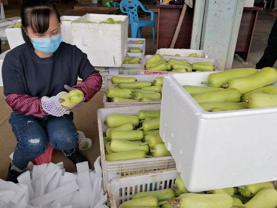 蔬菜驰援疫情日供100吨,湖北荆门50吨蔬菜驰援上海