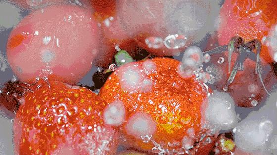 一岁宝宝高烧39.8度反复啥原因,儿童突然高烧39度是细菌感染吗