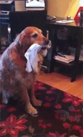 狗狗对食物的强烈执着,为什么狗对主人的袜子那么感兴趣