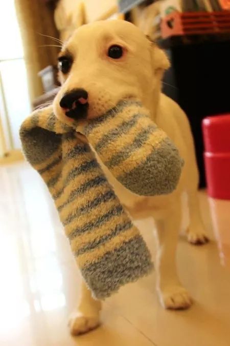 狗狗对袜子的执念，竟然还有科学解释