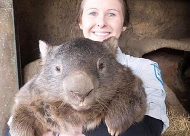 世界上最大老鼠多少钱一只,老鼠有多大一只