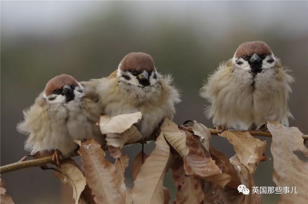同样是冬天胖成球，凭什么鸟球就这么可爱