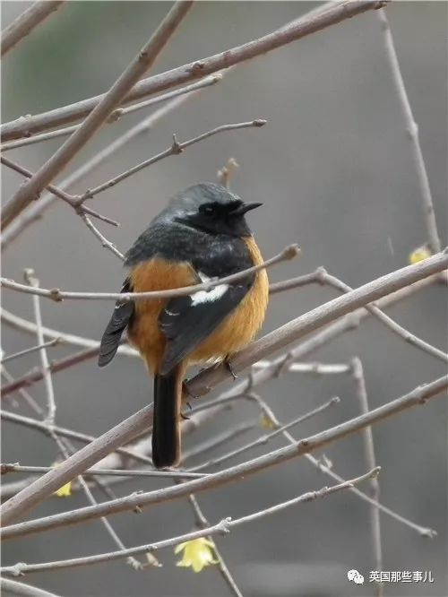 同样是冬天胖成球，凭什么鸟球就这么可爱