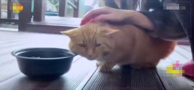 倪妮素颜出镜下厨做蛋糕,倪妮做蛋糕