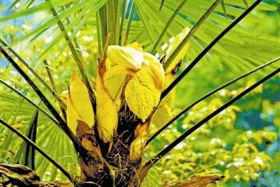 家有千颗棕,家有千棵棕子孙不受穷