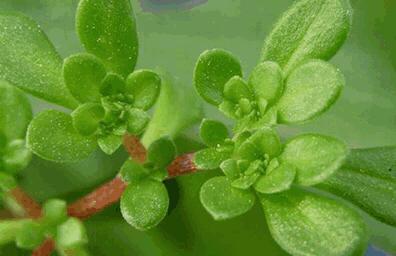 适合油皮混油皮用的抗老面霜,油皮冬季适合什么面霜