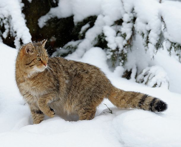 快看，这些荒野之猫