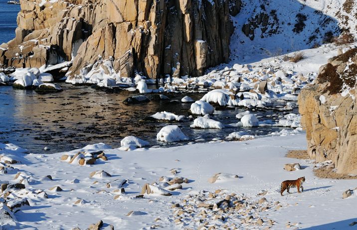 快看，这些荒野之猫