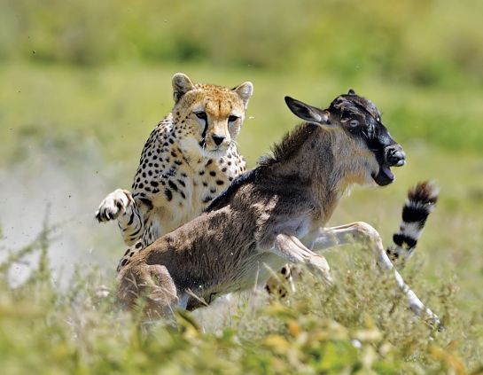 快看，这些荒野之猫