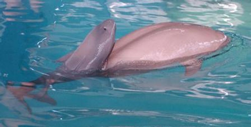 长江寻江豚,长江江豚的微笑