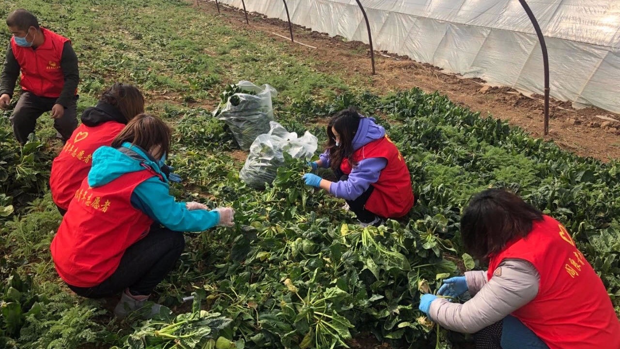爱心助农大棚蔬菜滞销,爱心团队帮助卖菜女孩