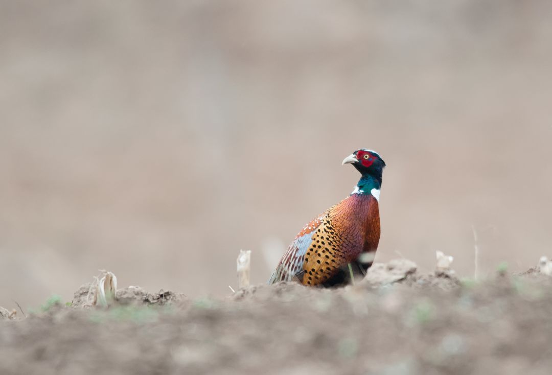 鸡鸡鸡鸡，野生的不能吃吗？是的