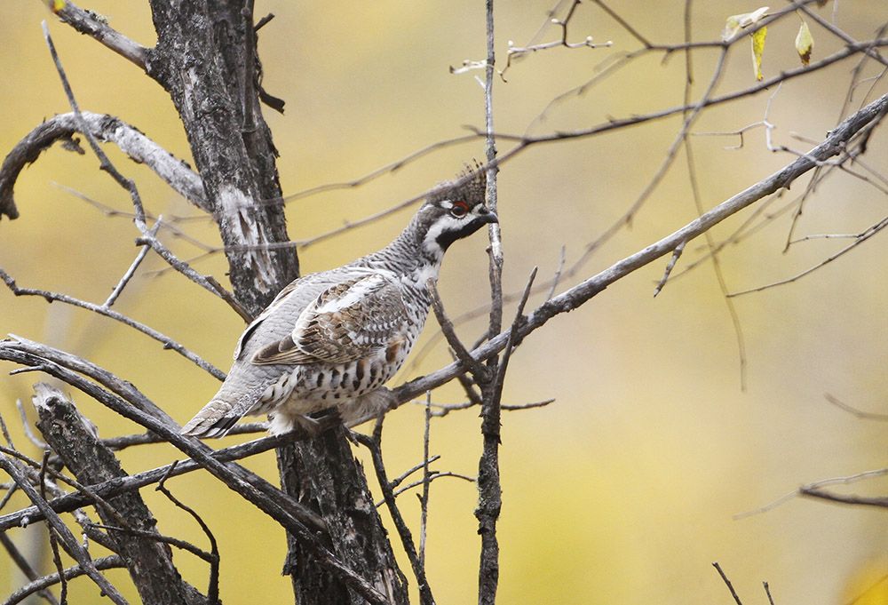 鸡鸡鸡鸡，野生的不能吃吗？是的
