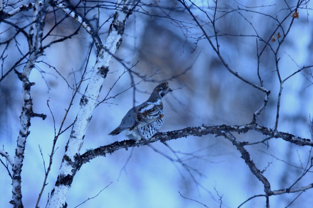 鸡鸡鸡鸡，野生的不能吃吗？是的