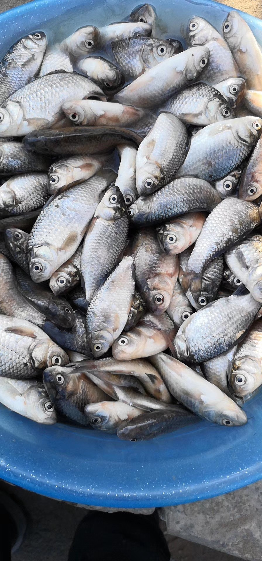 滩钓手工制作,手工自制过河钓