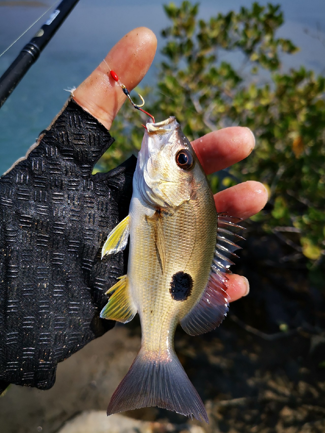 路亚一步到位还是循序渐进好,摸索反思