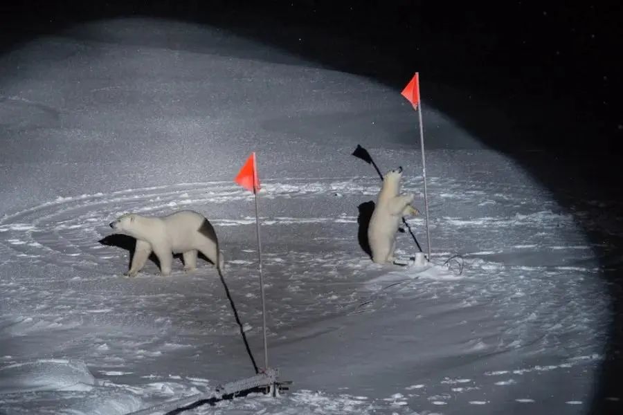 2019荷赛获奖作品详解,历届荷赛金奖作品鉴赏