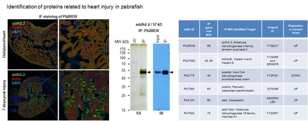 中国科学家率先突破6g技术,中国科学家研制出新型大脑芯片