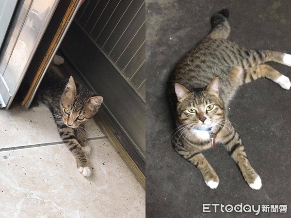 虎斑看起来很吓人,虎斑看镜头