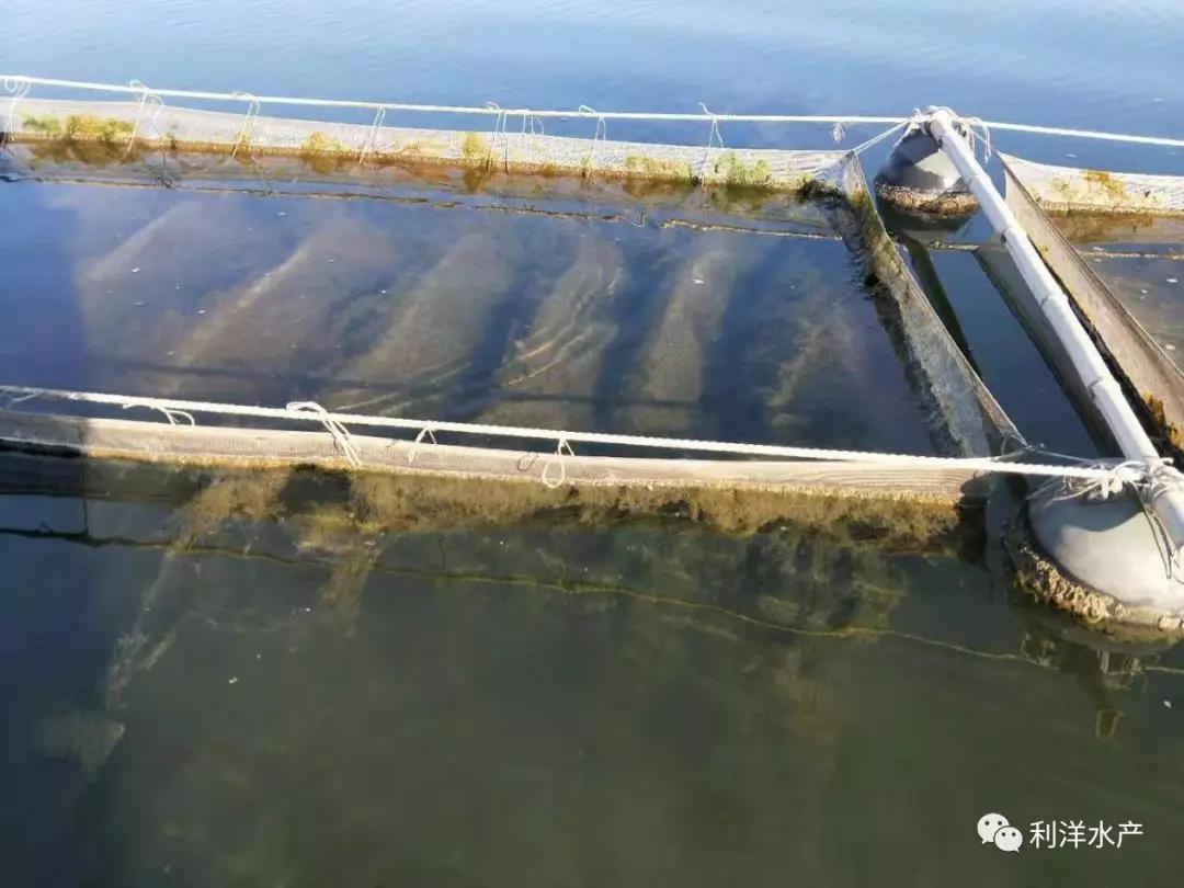 春季海参网箱放多大苗,网箱海参苗化皮的原因