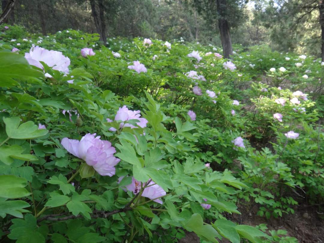 陕西延安黄土高原在哪看,延安在黄土高原上的位置