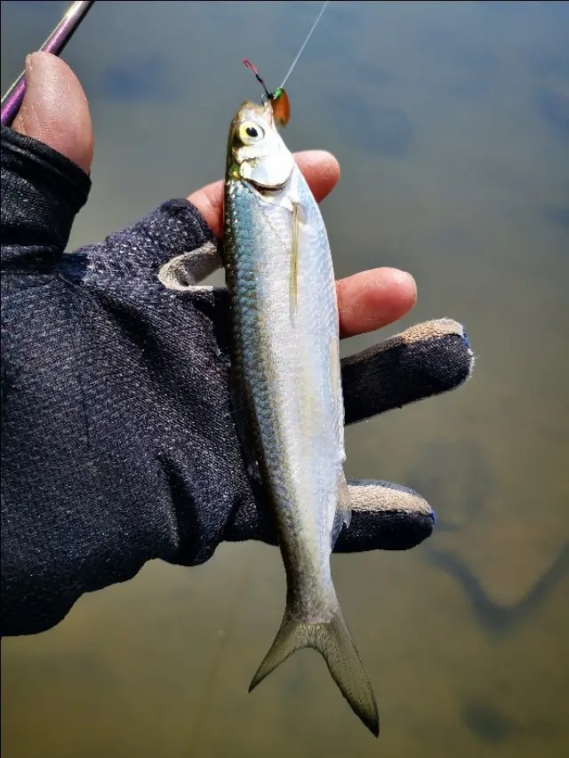路亚一步到位还是循序渐进好,摸索反思