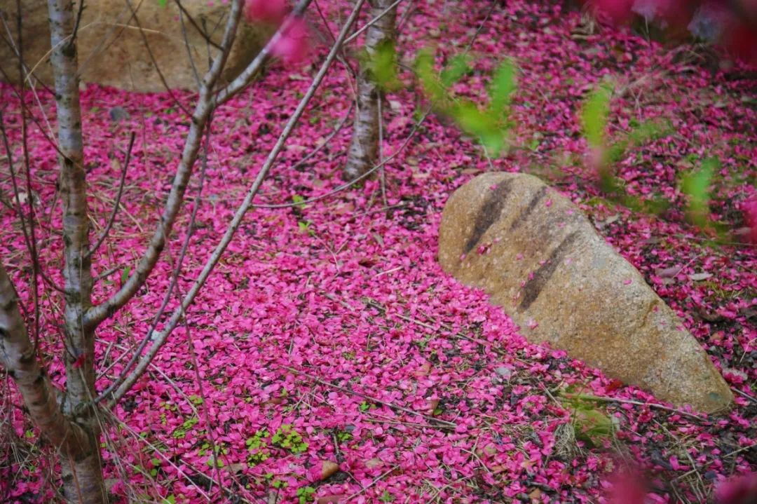 打卡好西乡！桃花胜*光春**，佳人已成双