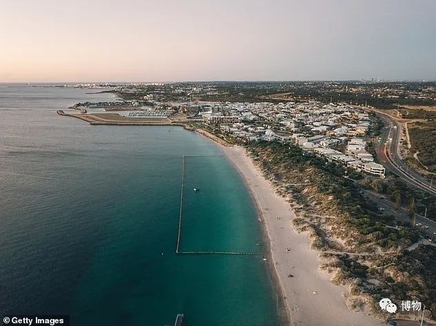 蓝环章鱼为了你到底付出了什么,蓝环章鱼日常