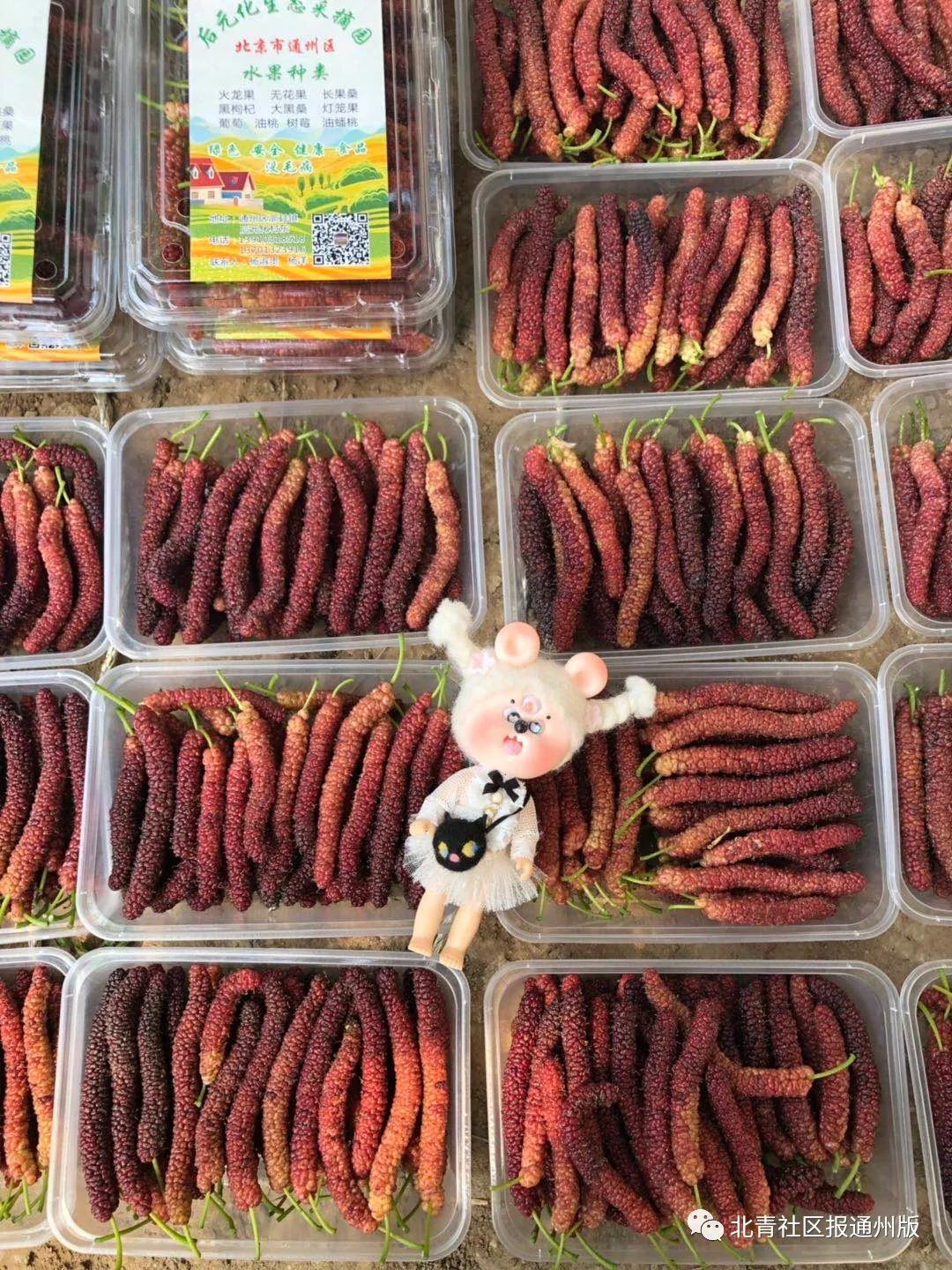 7万斤滞销白菜免费送市民,10万斤辣椒滞销菜农急盼客商