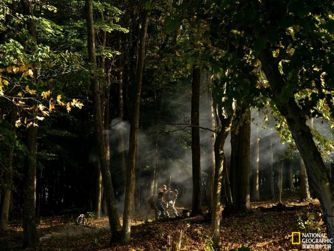 南北大战人参,人参对决