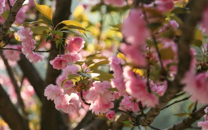 南京赏花地图请收好,江宁赏花好去处