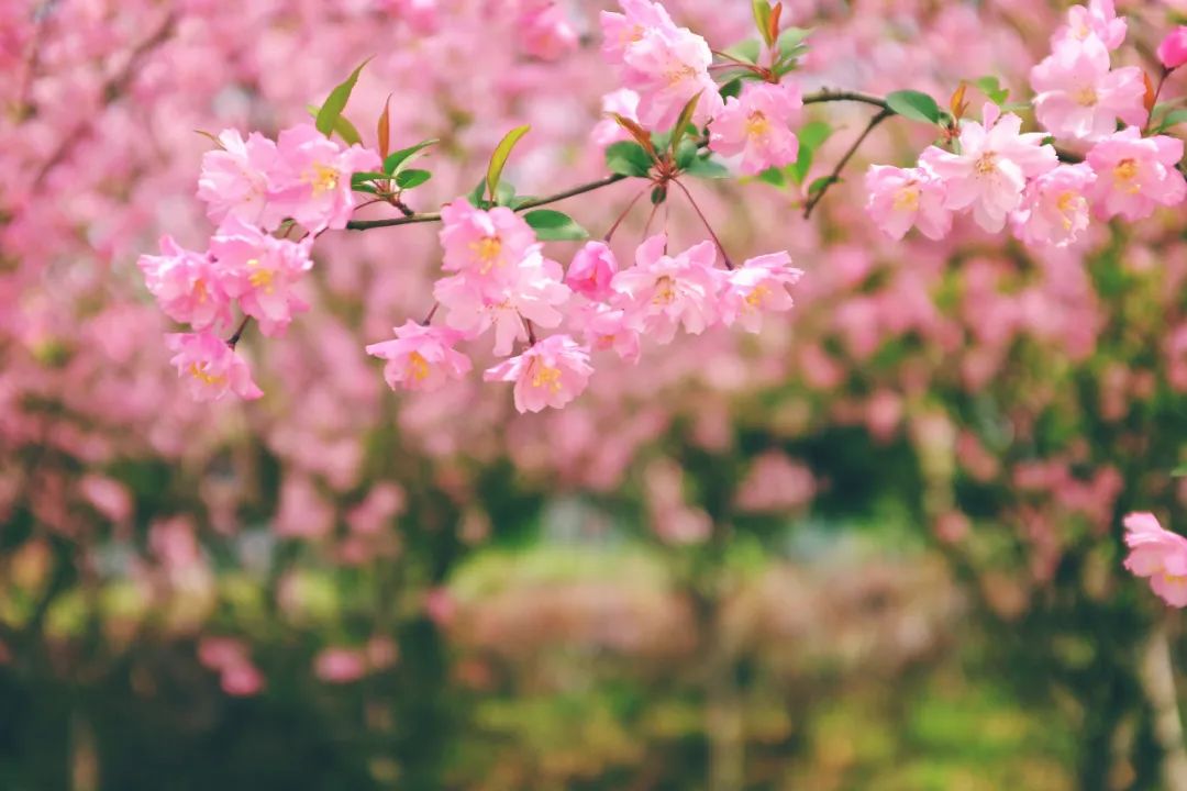 南京赏花地图请收好,江宁赏花好去处
