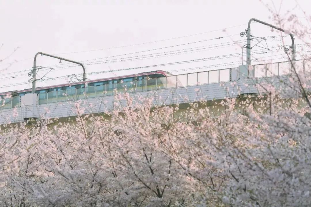 武汉终于解封！待到樱花再开时，相约这座英雄城市可好？