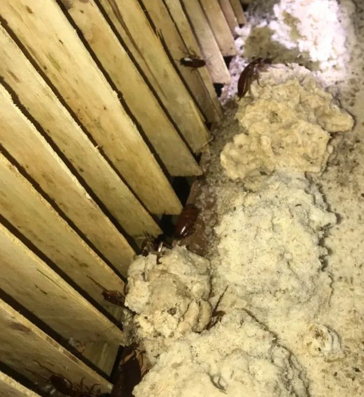 头皮发麻蟑螂竟当成宠物网上售卖,家里养了1万只蟑螂