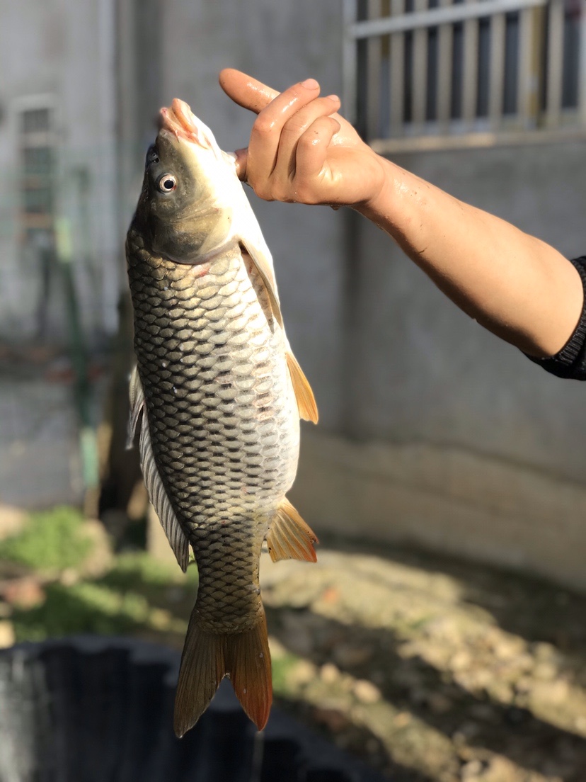 春天河边钓鱼技巧视频,春天水库钓鱼技巧