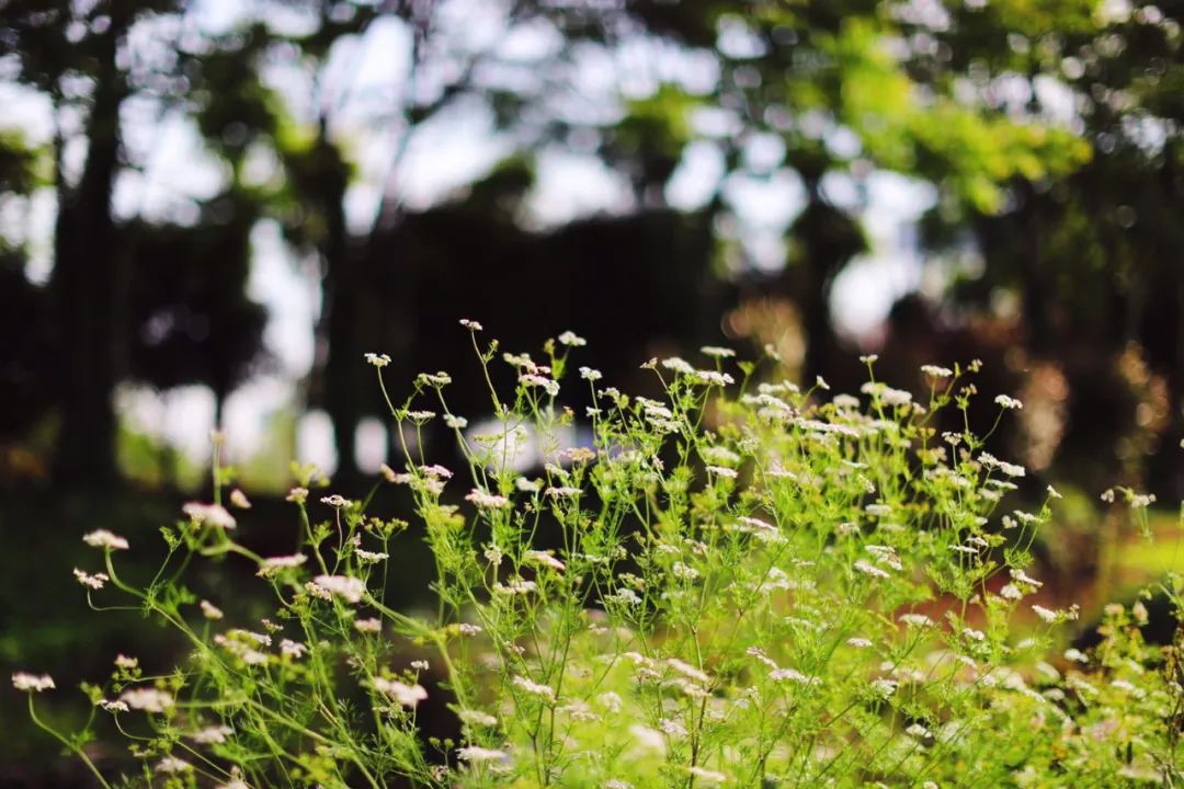 古诗词中的春天的美,春天里的古诗词美篇