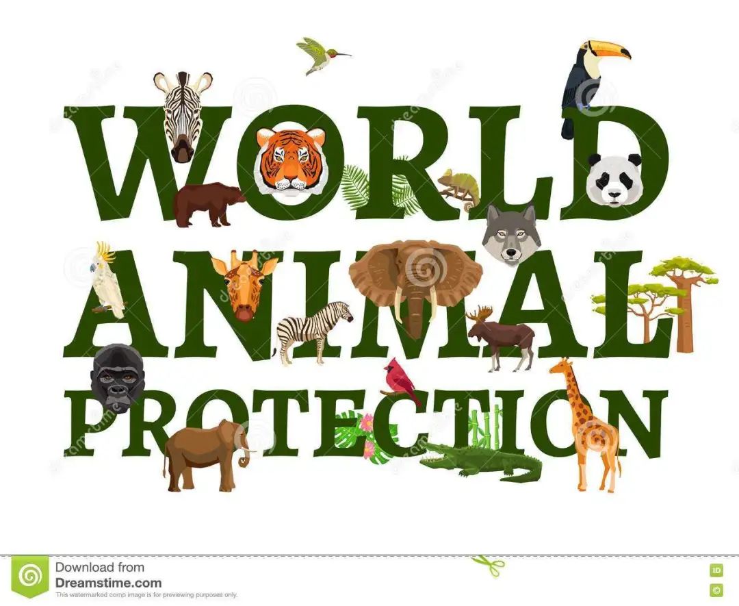 没有过滤的造景缸,没有造景的鱼缸好看吗