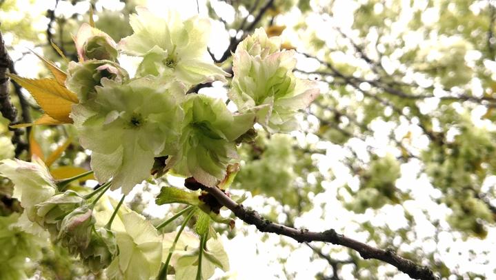 西湖三潭印月樱花,三潭印月樱花