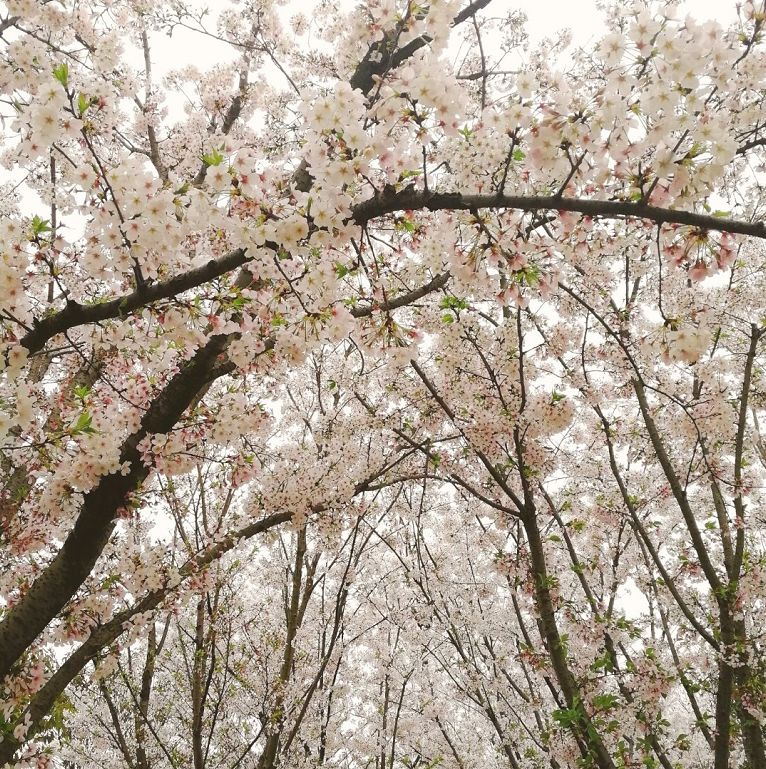 武大樱花雨现场,武大樱花周日还有票吗