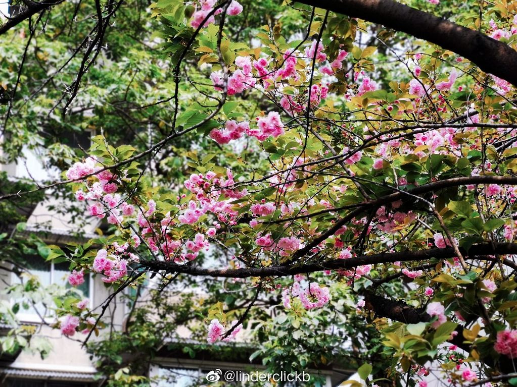 武大樱花雨现场,武大樱花周日还有票吗